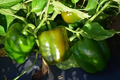 Keystone Giant Sweet Pepper Seeds (Capsicum annuum) - Large Thick-Walled, High-Yielding, Non-GMO