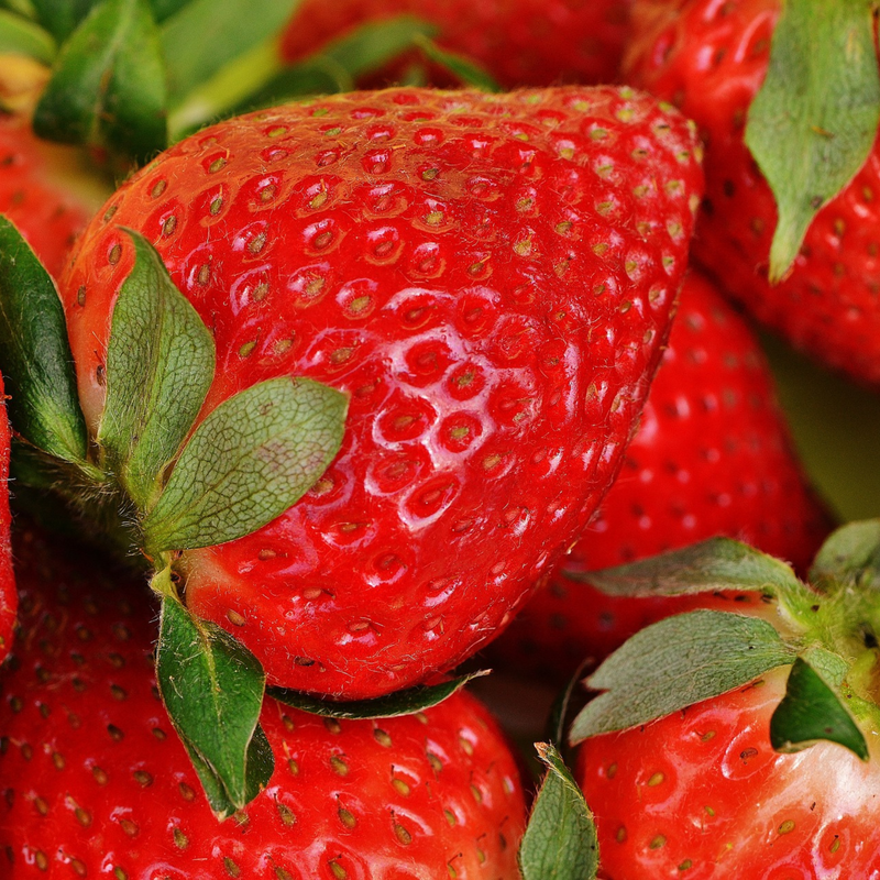 San Andreas Everbearing Strawberry Plants - 12 Bare Root (Zones 4-9)