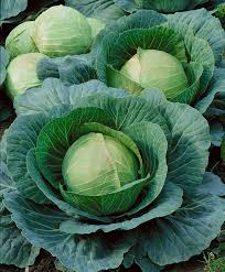 Danish Ballhead Cabbage Seeds – 1g, Heirloom, Cold Hardy, Firm Heads