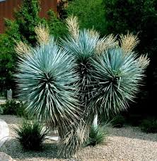 Blue Yucca Tree Seeds (Yucca rigida) – Cold Hardy, 10 Seeds