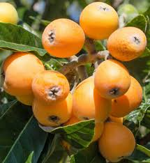 BIG JIM Loquat Fruit Tree Starter Plant | Eriobotrya japonica