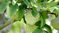 California Cherimoya Unrooted Cuttings (4 Pcs) – Annona cherimola for Easy Propagation
