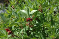 50 Twin-berry Honeysuckle Seeds (Lonicera involucrata) - Red Flowers, Pollinator-Friendly