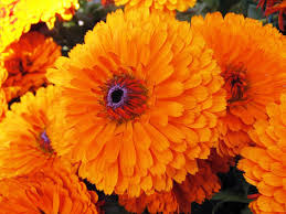 Calendula Pacific Beauty Orange Seeds – 100 Pack (Calendula officinalis) for Garden, Pollinator-Friendly, Non-GMO