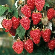 Heritage Red Raspberry Unrooted Scion Cuttings (Rubus idaeus) - 10 x 6-8" for Rooting or Grafting