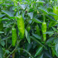 Shishito Pepper Seeds - 20 Seeds, Mild & Sweet, Heirloom, Non-GMO