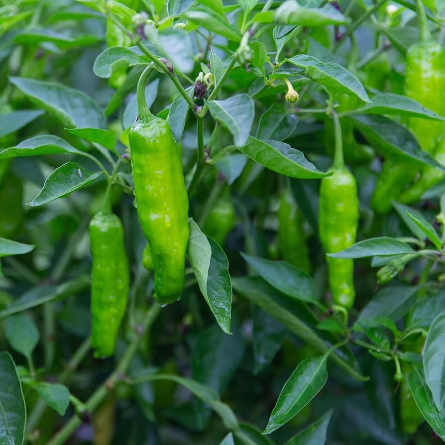 Shishito Pepper Seeds - 20 Seeds, Mild & Sweet, Heirloom, Non-GMO