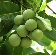 Ball Nut / Alexandrian Laurel Calophyllum inophyllum - Live Tropical Starter Tree 12-24"