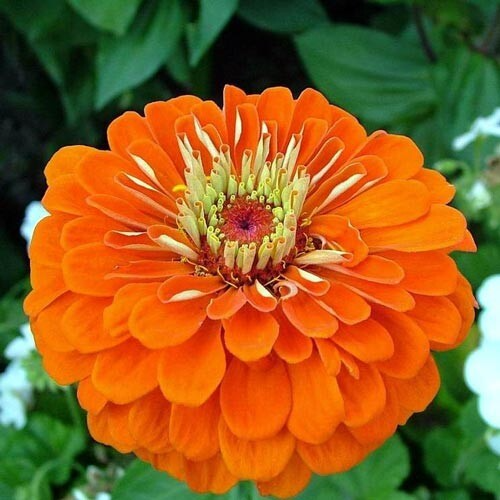 Orange King Zinnia Seeds (Zinnia elegans) – Vibrant Orange, 2 ft Tall, Full Sun