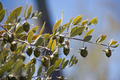 Jojoba Tree Seeds (Simmondsia chinensis) – Drought-Tolerant Shrub, Goat Nut, Zones 9-10