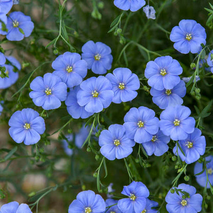 Blue Flax Linum lewisii Seeds - 500 Non-GMO Perennial Native Wildflower