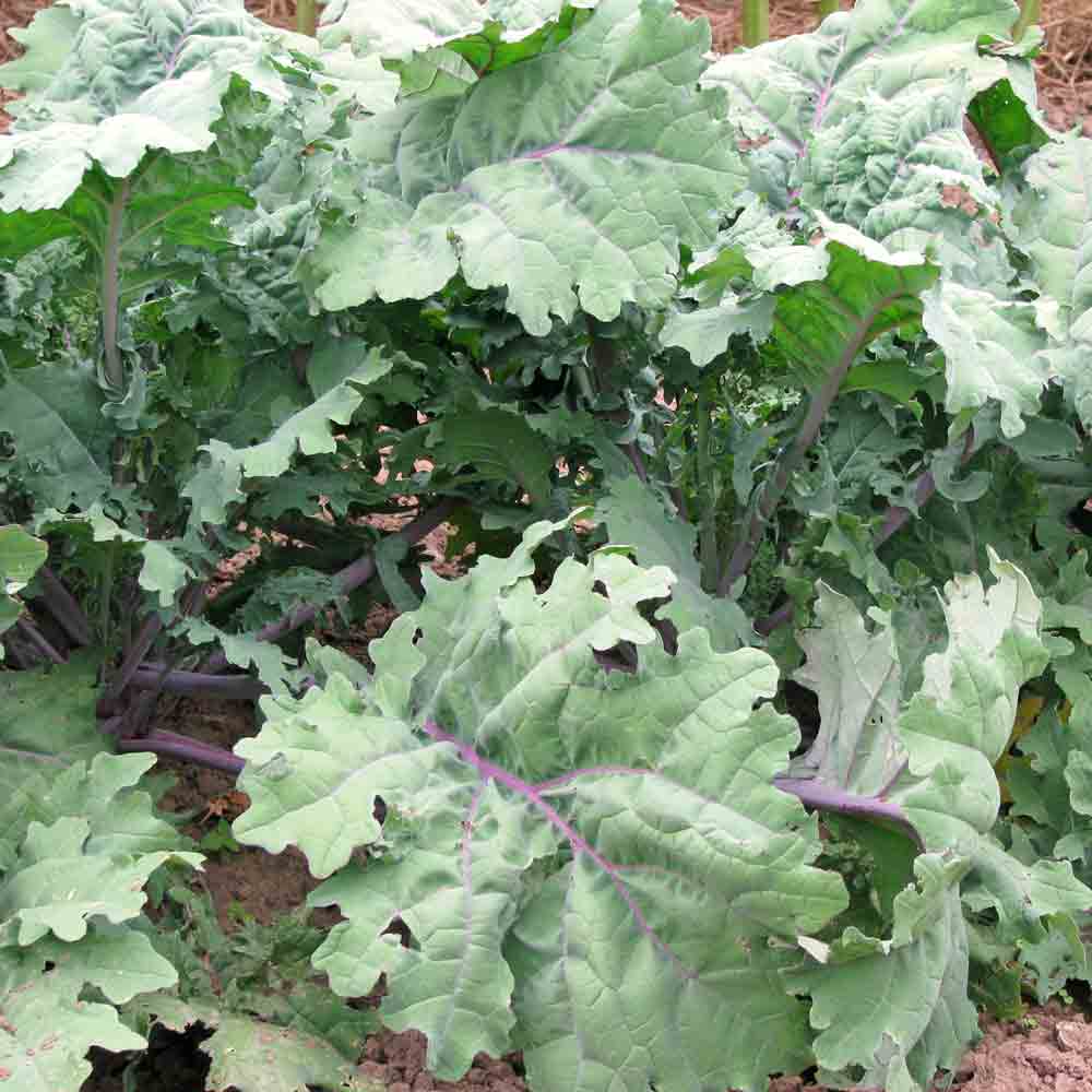 Red Russian Kale - 250 Seeds | Brassica napus Heirloom Kale for Salads & Cooking
