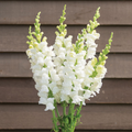 Costa Midly White II Snapdragon Seeds (Antirrhinum majus) - 1000+ Seeds, White Blooms