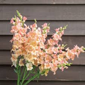 Chantilly Light Salmon Snapdragon Seeds (Antirrhinum majus) – 1000+ Seeds for Tall Open-Faced Blooms