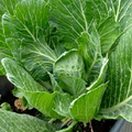 Collard Vates Seeds - 1g Heirloom, Cold Hardy, High Yield - Brassica oleracea var. viridis
