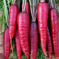 Purple Dragon Carrot Seeds | Heirloom Non-GMO | Cool Season Vegetable