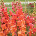 Candy Tops Orange Snapdragon Seeds (Antirrhinum majus) - 1000+ Seeds, Compact, Bright Orange Blooms