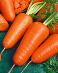 Chantenay Red Cored Carrot Seeds – 1g Heirloom, Short Thick Roots, High Yield