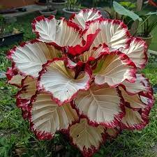 Velvet Flame Calathea Seeds (Calathea sp.) — 25+ Seeds