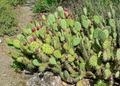 Prickly Pear Cactus Plant (Opuntia) Unrooted Cutting - Edible Fruit, Orange/Pink/Yellow Blooms