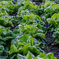 Bronze Mignonette Butterhead Lettuce Seeds – 1g, Heirloom, Cold Hardy, High Yield