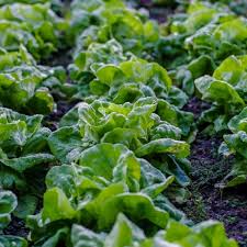 Bronze Mignonette Butterhead Lettuce Seeds – 1g, Heirloom, Cold Hardy, High Yield