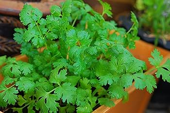 Cilantro Leisure Coriander Seeds (Coriandrum sativum) 1g | Slow-Bolting Heirloom, Non-GMO