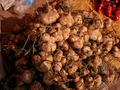 Jicama Seeds (Pachyrhizus erosus) - 40 Premium Non-GMO Seeds for Tuber Root Vegetable