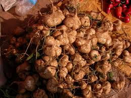 Jicama Seeds (Pachyrhizus erosus) - 40 Premium Non-GMO Seeds for Tuber Root Vegetable