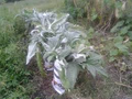 Bianco Avorio Cardoon (Cynara cardunculus) Seeds - 20 | Edible Ornamental with Tender Stalks