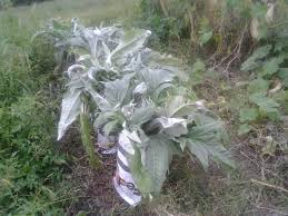 Bianco Avorio Cardoon (Cynara cardunculus) Seeds - 20 | Edible Ornamental with Tender Stalks