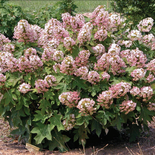 Munchkin Dwarf Oakleaf Hydrangea Starter Plant - 6-12" - White to Pink Blooms, Zone 5-9