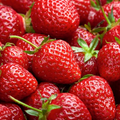 Puget Crimson Strawberry Plants (Bare Root) - 10 Starter Plants, Summer-Bearing, Zones 6-10