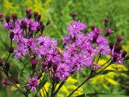 New York Ironweed Vernonia noveboracensis Seeds - Tall Native Wildflower for Pollinators (500 mg)