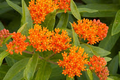 Butterfly Weed (Asclepias tuberosa) Bare Root - 10 Plants | Monarch Host, Drought-Tolerant