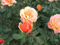 About Face Rose Starter Plant - Two-Toned Golden Orange & Ruby Red, 6-10" Tall