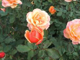 About Face Rose Starter Plant - Two-Toned Golden Orange & Ruby Red, 6-10" Tall
