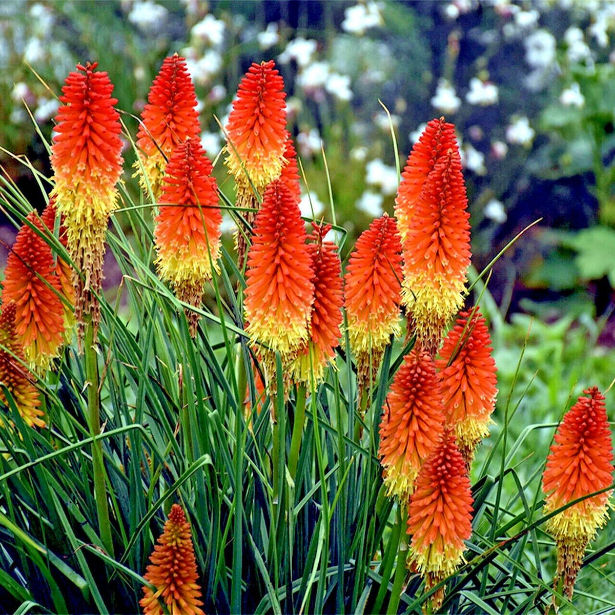 20 Seeds - Dwarf Fire Dance Torch Lily (Kniphofia hirsuta) - 18-20” Tall, Hardy Perennial