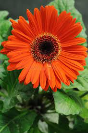 Peach Gerbera Daisy Seeds – 200+ Peach Blooms, Gerbera jamesonii