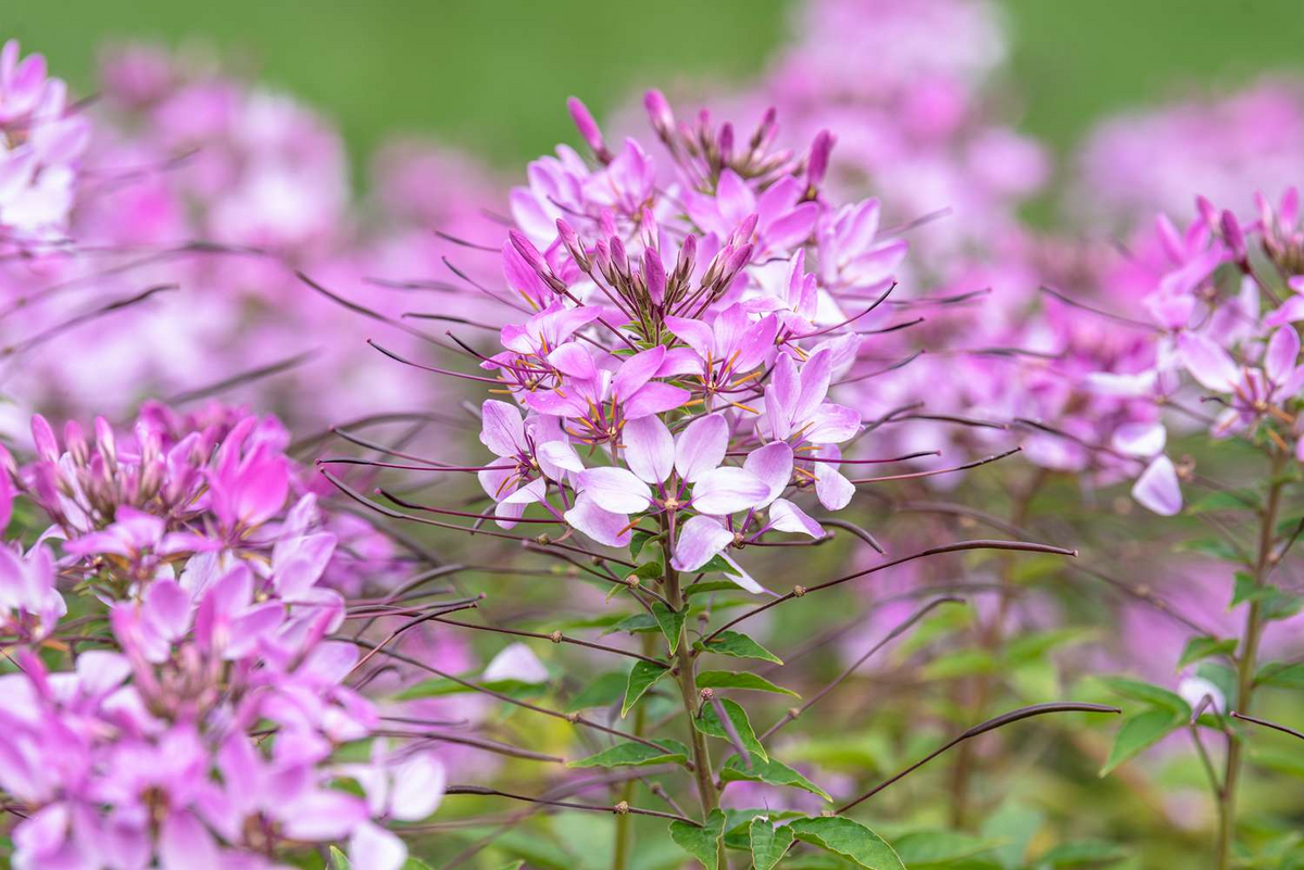 Cleome Spider Flower Seeds (300) White Pink Purple | Bee-Friendly Wildflower, Fast-Growing