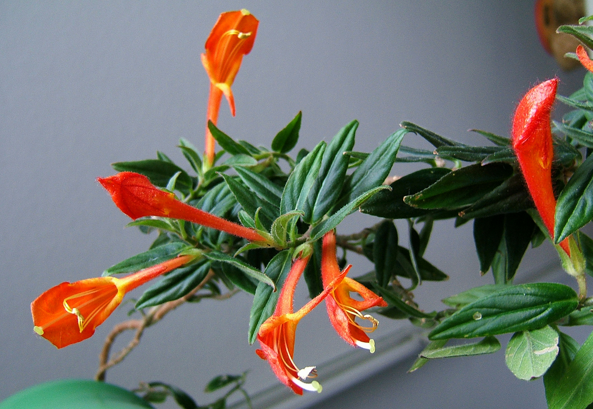 Columnea Broget Stavanger Goldfish Plant | 2-Inch Starter Potted Plant