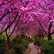 Cercis siliquastrum Judas Tree Seeds – Ornamental Deciduous Tree with Pink Spring Blossoms