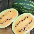 Mountain Sweet Yellow Watermelon Seeds – Heirloom, Yellow Flesh, 50+ Seeds