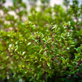 Thyme Seeds - Thymus vulgaris (350 Seeds) for Culinary Herb Gardening