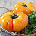 Pineapple Tomato Seeds (Solanum lycopersicum) - Heirloom Bicolor Beefsteak, 30 Seeds
