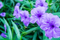 Purple Mexican Petunia (Ruellia simplex) - 5 Rooted Cuttings | Hardy Perennial