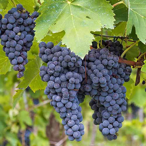 Concord Grape Cuttings (12+) - Unrooted Organic Grape Vine for Rooting, Jam & Juice