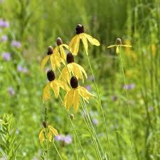 Prairie Coneflower Seeds Ratibida columnifera - 150 Seeds for Native Meadows & Pollinator Gardens