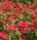 Four O’Clock Bi-Color Seeds (Mirabilis jalapa) - 25 Seeds, Heirloom Non-GMO, Hummingbird & Pollinator Favorite