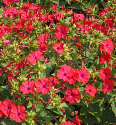 Four O’Clock Bi-Color Seeds (Mirabilis jalapa) - 25 Seeds, Heirloom Non-GMO, Hummingbird & Pollinator Favorite
